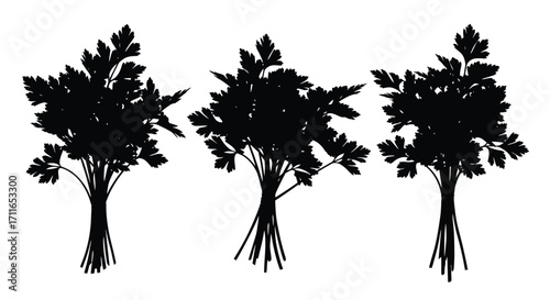 Three silhouette bundles of fresh parsley herbs for culinary and decorative use vector