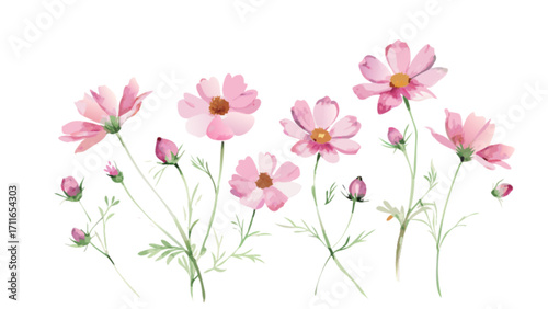 Watercolor illustration of several pink cosmos flowers and buds on white background style painting