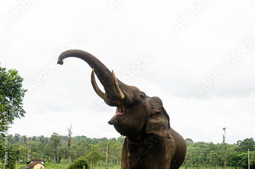 A Tusker at the Dubare Elephant Camp in Kushalnagar, Madikeri, Karnataka, India
