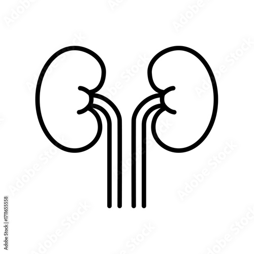 Minimal line icon of human kidneys. Outline vector for anatomy, healthcare, nephrology, and medical concept