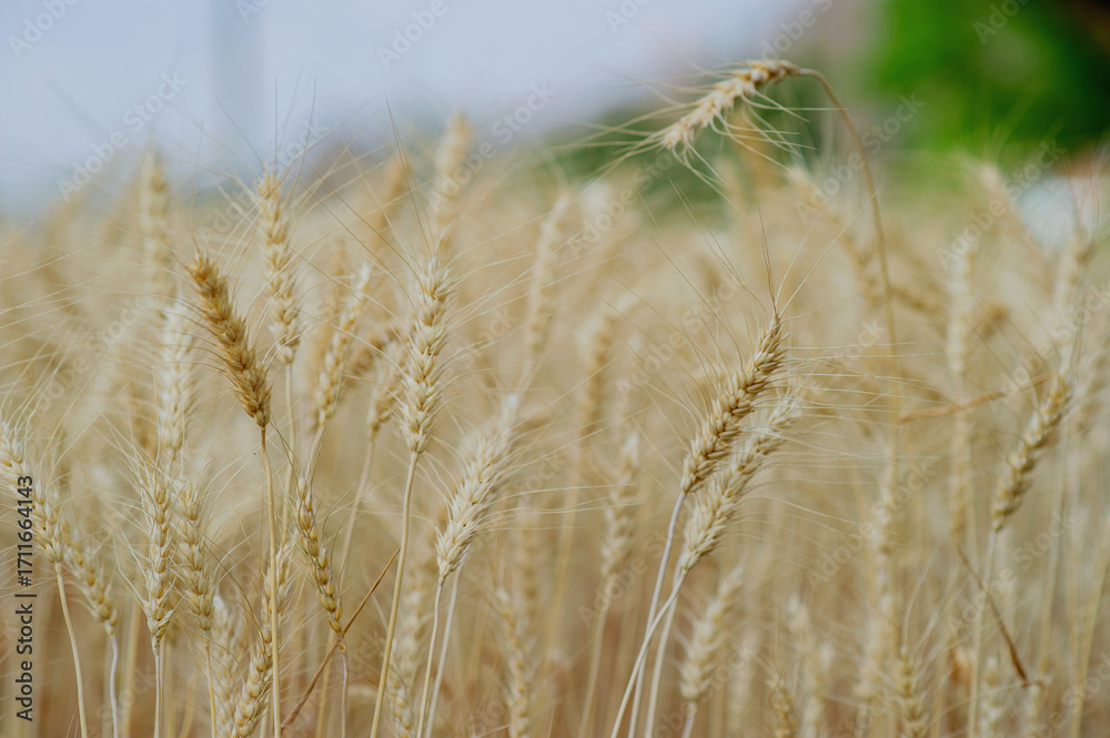 Fototapeta premium Farmers' barley fields, organic farming and natural environmental conservation