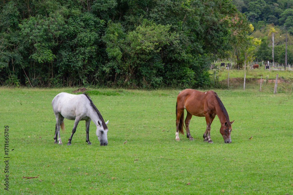 Obraz premium A horse in a field on an eco farm, Brazil