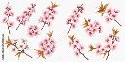 An elegant collection of illustrated pink and white cherry blossom branches with leaves and buds, isolated on a transparent background.