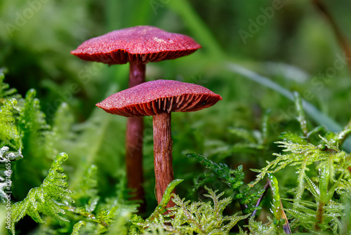 red mushroom in the forest