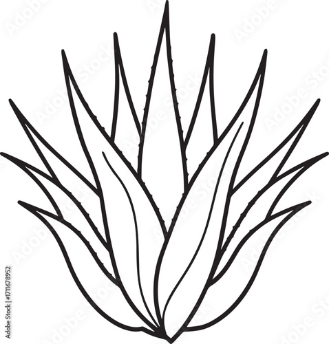 Simple line drawing of a spiky aloe vera plant outline vector illustration, line art