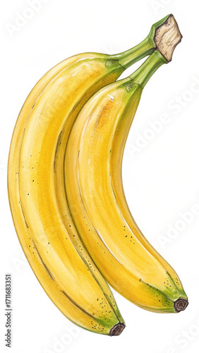 Two Yellow Bananas with Green Stems and Tips Watercolor Illustration