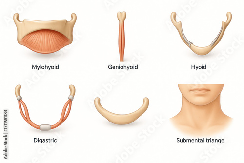 Human Neck Muscles Anatomy Illustration