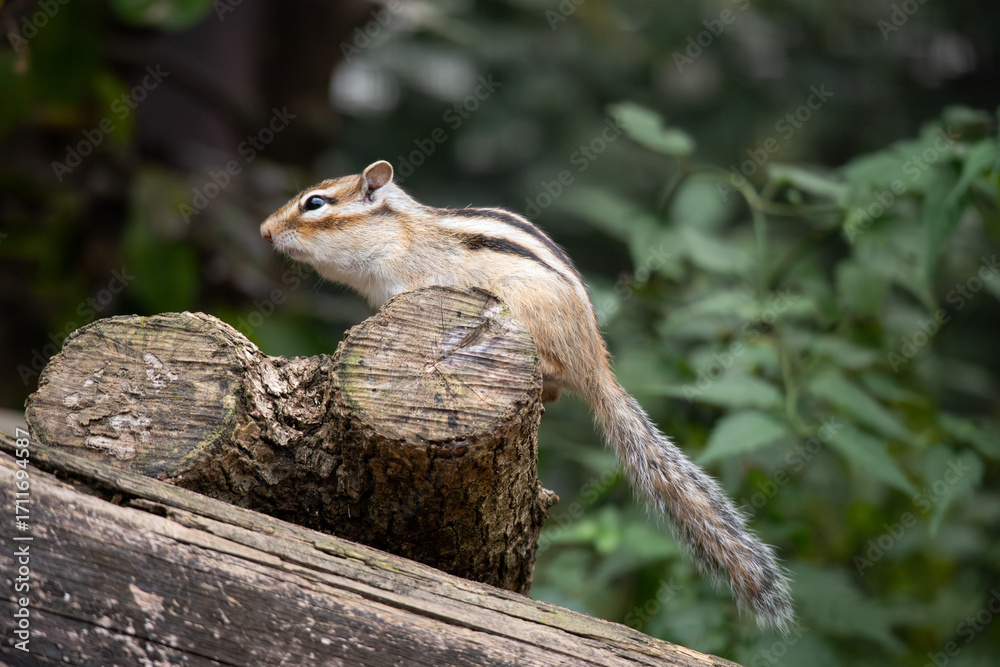 Obraz premium シマリス