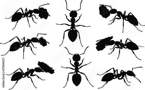 Ant silhouette set featuring crawling, standing, and walking poses with segmented bodies, antenna variations, and insect anatomy for design use