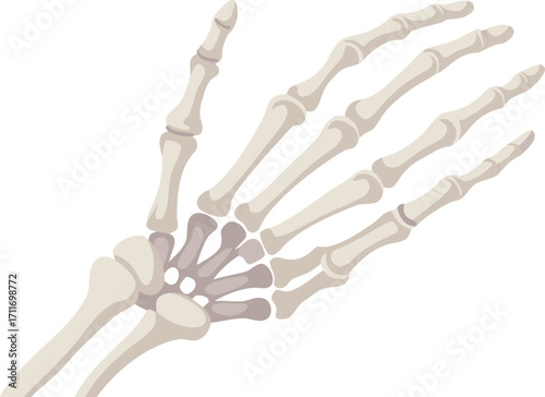 Human Hand Bone Anatomy Illustration