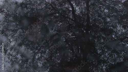 A mesmerizing reflection captures a tree's silhouette through a rainy window. The blurred effect creates a moody atmosphere, evoking feelings of tranquility and contemplation.