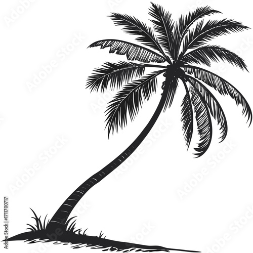 silhouette of palm tree
