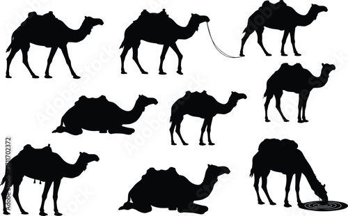 Camel silhouette set featuring saddled walking, sitting, drinking, and tethered poses with desert transport anatomy for design use
