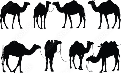 Camel silhouette set featuring standing, sitting, tethered, and loaded poses with desert anatomy and transport symbolism for design use