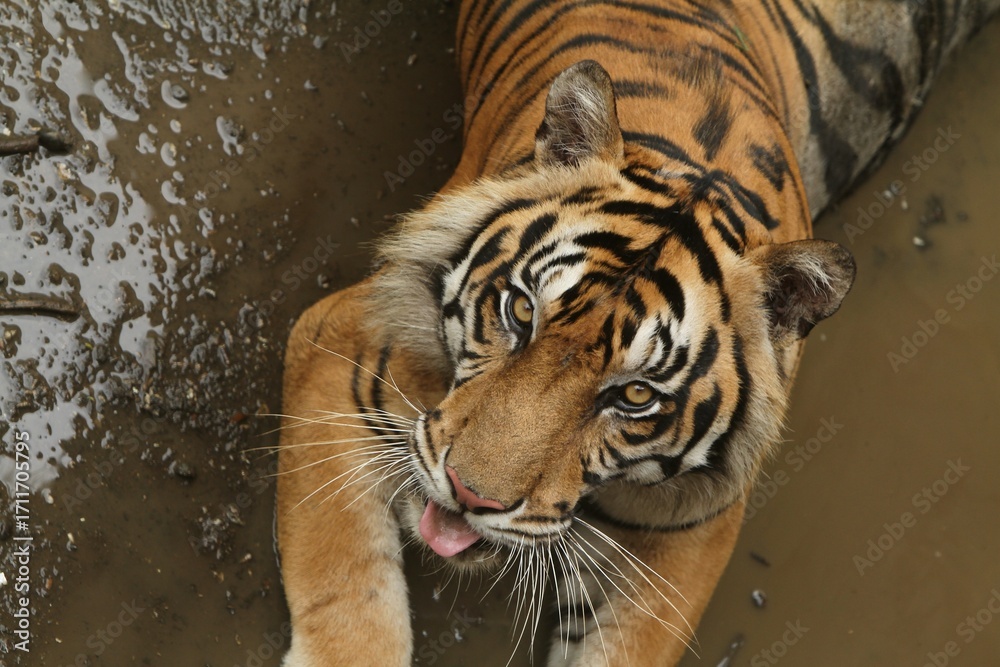 Fototapeta premium a Sumatran tiger is seen lying in a puddle