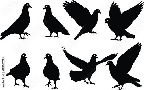 Pigeon silhouette set featuring standing, walking, and flying poses with expressive wing dynamics for urban wildlife and design use