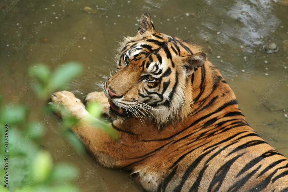 Obraz premium A Sumatran tiger is seen lying in a puddle while looking to the side