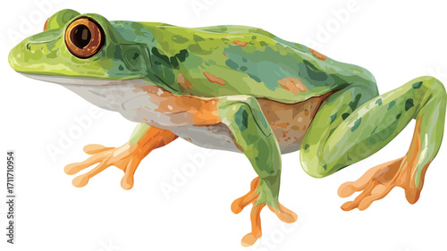 A detailed close-up shot of a red-eyed tree frog against a pure white background. The frog is predominantly green with orange and yellow accents on its limbs and body. Its large, prominent red eyes