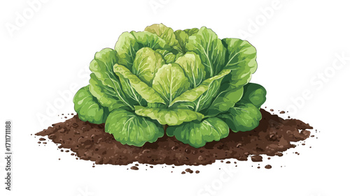 A detailed illustration of a green lettuce head nestled in a small mound of dark brown soil. The lettuce is depicted with a high level of detail, showing the individual leaves and their texture.