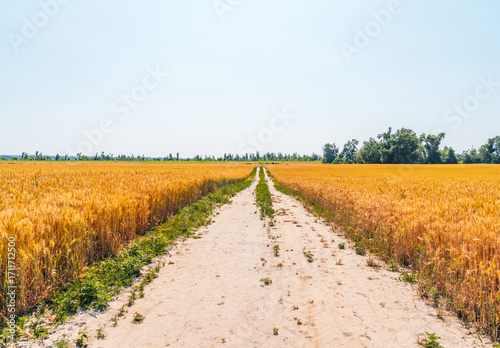 Dirt road between two wheat fields in countryside in summer.