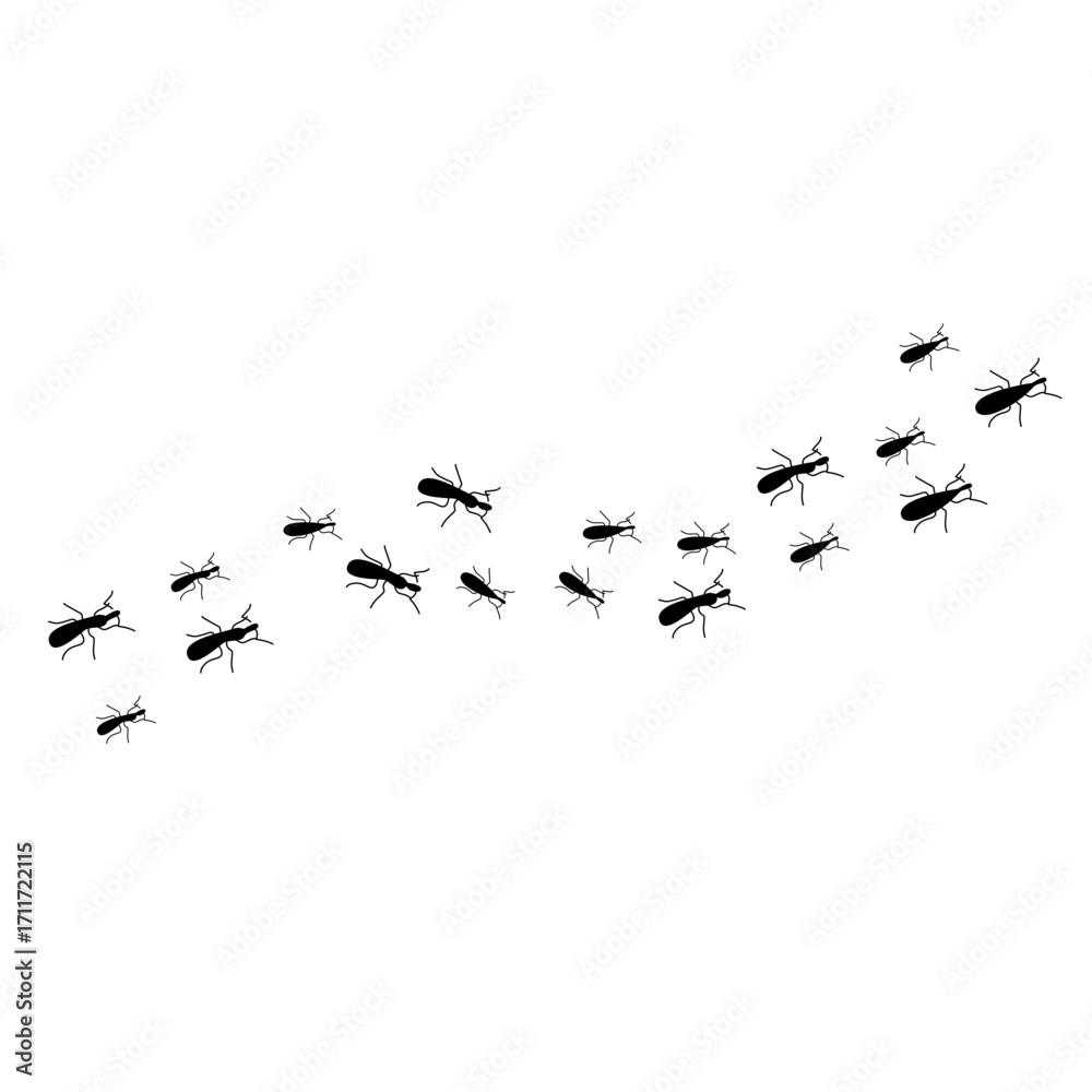 Obraz premium Ants trail line