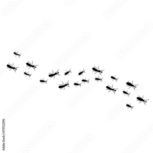Ants trail line