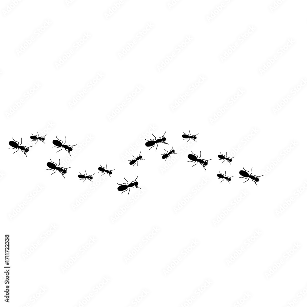 Obraz premium Ants trail line