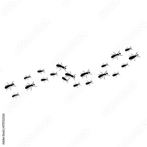 Ants trail line