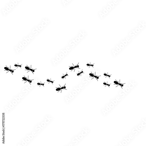 Ants trail line