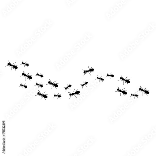 Ants trail line