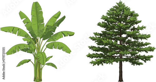 Banana plant with large green leaves, coniferous tree with needle foliage, nature contrast, tropical and temperate trees, forest landscape, botany