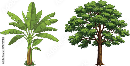 Banana tree with large green leaves, deciduous tree with dense canopy, nature contrast, tropical and temperate plants, forest landscape, botany