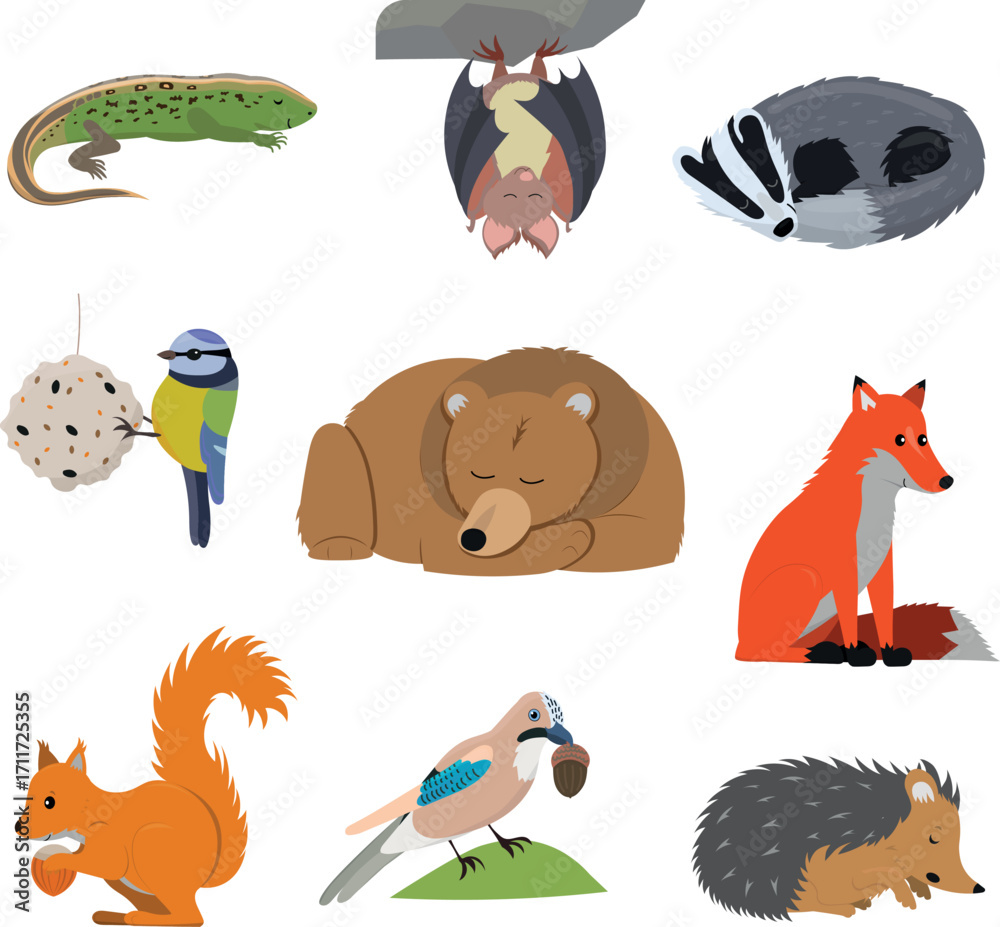 Fototapeta premium Set of european active and slepping animals in winter. Vector illustration isolated on white background.