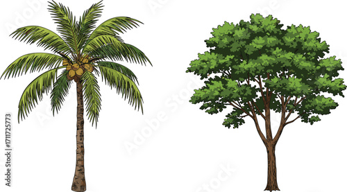 Coconut palm tree with coconuts, broadleaf tree with dense canopy, nature contrast, tropical and temperate plants, forest landscape, botany