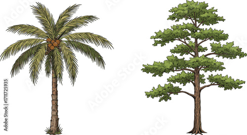 Coconut palm tree with coconuts, deciduous tree with dense foliage, nature contrast, tropical and temperate plants, forest landscape, botany