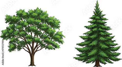 Deciduous tree with broad canopy, coniferous pine tree with needle foliage, nature contrast, forest plants, botanical scene, white background
