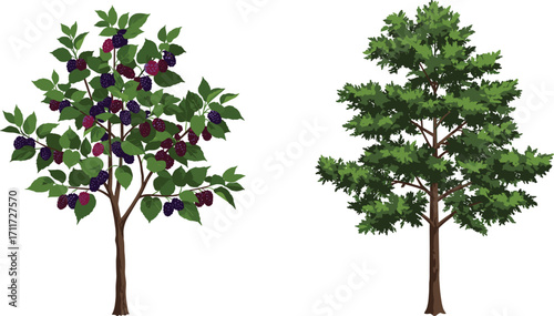 Fruit tree with berries, non-fruit tree with green foliage, nature contrast, garden plants, tree bark, rural landscape, botany scene