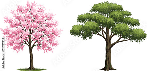 Flowering cherry tree with pink blossoms, deciduous tree with green foliage, seasonal contrast, nature plants, forest landscape, botany scene