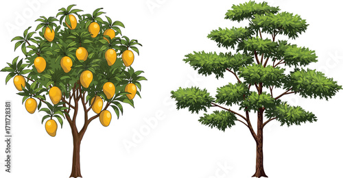 Mango tree with yellow fruits, non-fruit tree with layered foliage, nature contrast, seasonal plants, forest landscape, botanical scene, outdoors