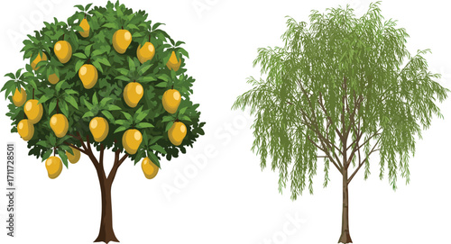 Mango tree with yellow-orange fruits, willow tree with drooping branches, nature contrast, seasonal plants, forest landscape, botanical scene, outdoors