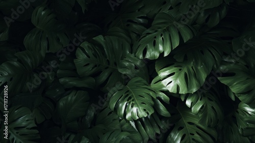 Lush monstera leaves in deep green tones. AI generated