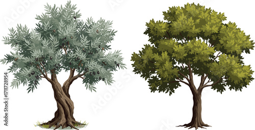 Olive tree with dark fruits, deciduous tree with green foliage, nature contrast, botanical structure, forest plants, seasonal landscape, outdoors