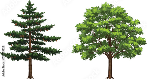 Pine tree with cones and needle foliage, deciduous tree with broad green leaves, nature contrast, forest plants, botanical scene, outdoors