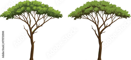 Stylized trees with broad canopies, green foliage illustration, slender trunks, nature design, botanical symmetry, forest plants, white background, outdoors
