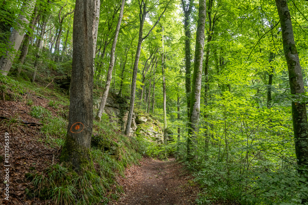 Fototapeta premium Beautiful green forest Hiking path with Sandstone chalk rock formations in Berdorf Mullerthal Luxembourg