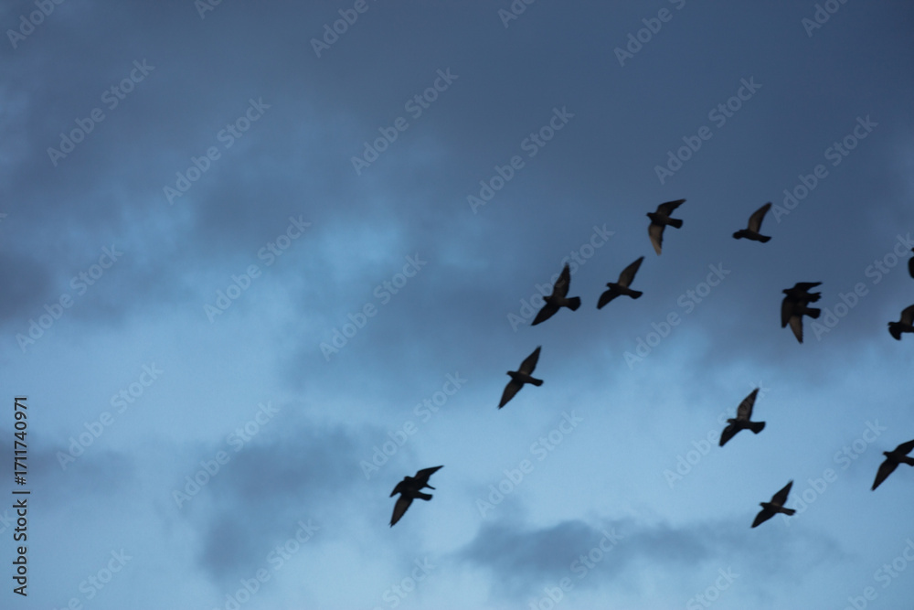 Fototapeta premium flock of birds flying into sky
