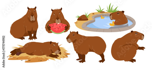 Cute capybara set. Animal of South America, portrait of rodent with funny poses collection, baby capibara bathing, sitting and lying down to sleep, eating watermelon cartoon vector illustration