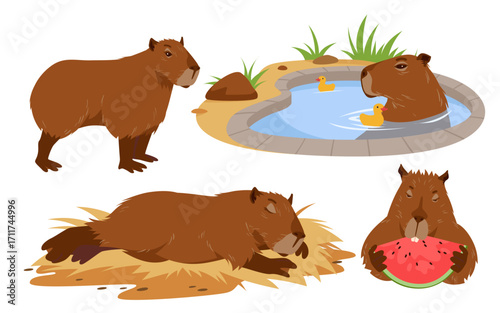 Cute capybara set. Animal of South America, portrait of rodent with funny poses collection, baby capibara bathing, sitting and lying down to sleep, eating watermelon cartoon.
