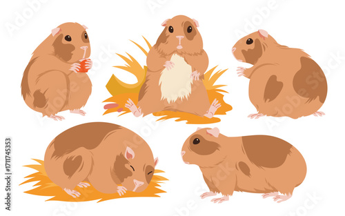 Guinea pigs with funny poses set. Cute domestic baby guinea pig sleeping on hay bedding, fluffy cavy character sitting and standing, furry animal eating food of rodent cartoon.