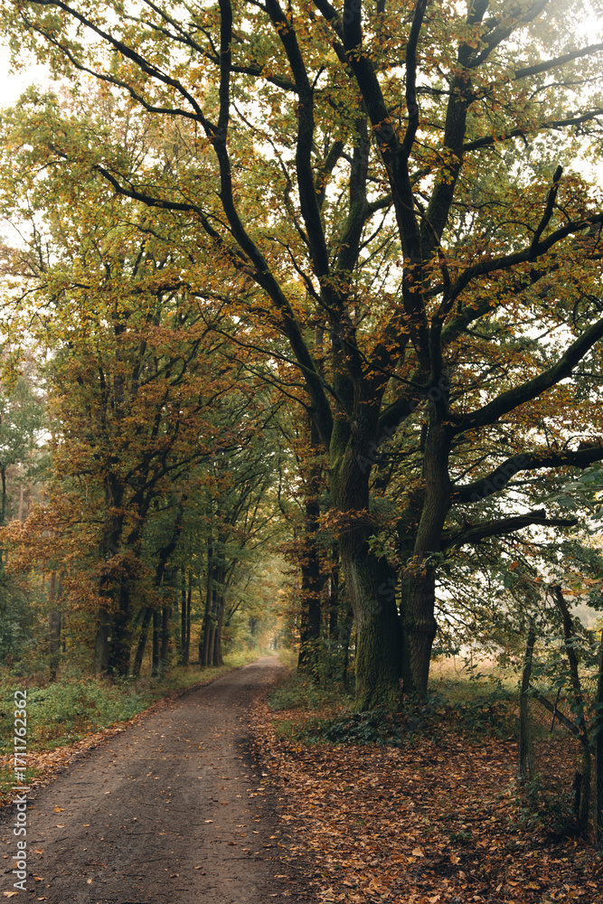 Obraz premium Autumn landscape of a deciduous forest under a cloudy sky. Colorful leaves in shades of red, orange, and yellow contrast with the soft, diffused light of an overcast day. Creates a calm, atmospheric.